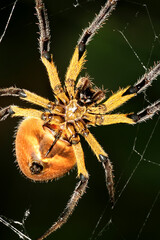 Tropical Spider, Tropical  Rainforest, Napo River Basin, Amazonia, Ecuador, America