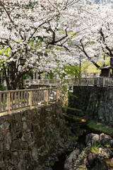 Fototapeta premium 春の音無親水公園の桜 東京都北区王子