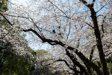 春の音無親水公園の桜　東京都北区王子