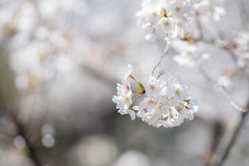 春の音無親水公園の桜　東京都北区王子