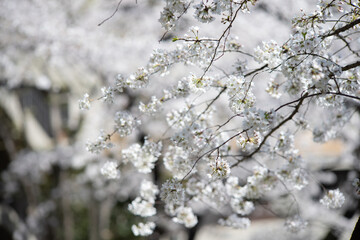 春の音無親水公園の桜　東京都北区王子