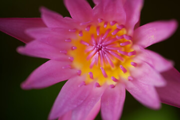 Obraz na płótnie Canvas Pink lotus flower as background