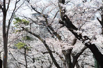 薄曇りの日の淡い桜の花　3月