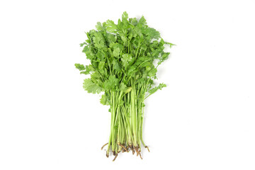 fresh coriander or Chinese parsley isolated on white background