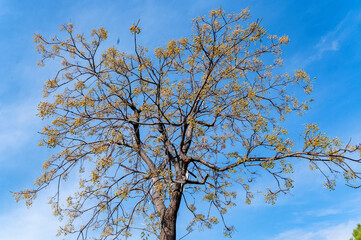Close up of seeds of the melia tree during autumn