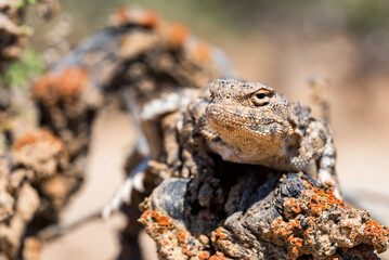 Close portrait of Phrynocephalus helioscopus agama in nature