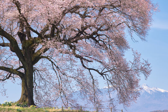 わに塚の桜　