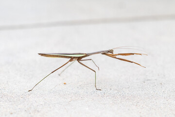 両手を出して威嚇するカマキリ