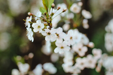 Beautiful cherry tree in blossom in sunlight. White little flowers. Spring blooming floral background. Selective focus.