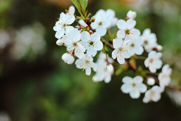 Beautiful cherry tree in blossom in sunlight. White little flowers. Spring blooming floral background. Selective focus.