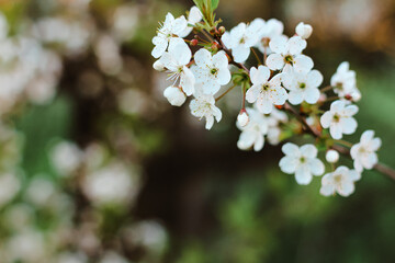 Beautiful cherry tree in blossom in sunlight. White little flowers. Spring blooming floral background. Selective focus.