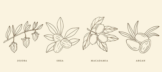Collection of hand drawn jojoba, argan, shea, macadamia. Botanical design for organic cosmetics, medicine