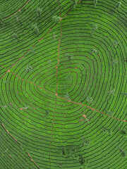 Tea plantation from top view appears like fingerprint