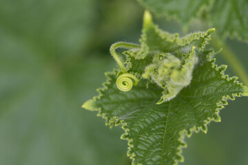 つる植物