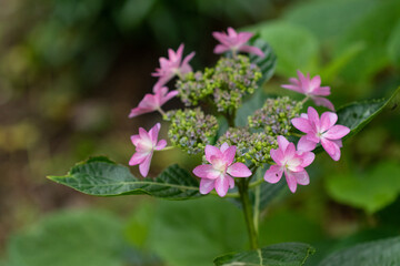 野に咲くアジサイ