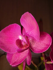 colored orchids in pink