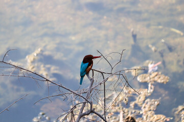 kingfisher on a branch