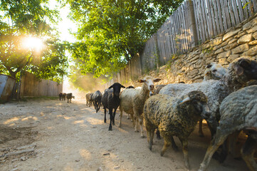 herd of sheep running along fence at village