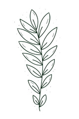 A branch with many narrow leaves. Doodle sketch outline black and white. Isolated vector drawing on a white.