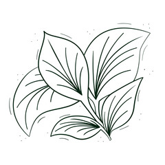 Broad, veined tropical leaves. Doodle sketch contour black and white. Isolated vector drawing on a white.
