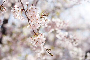 朝日が射し込む満開の桜