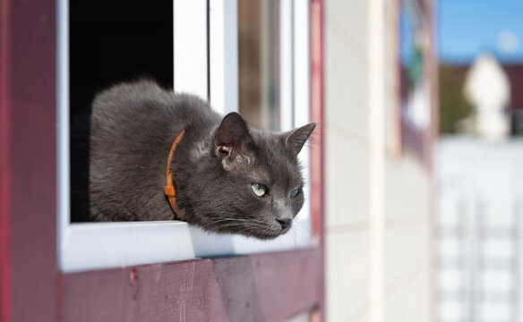 gray cat in the window