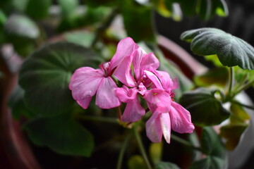 geranium flower close-up