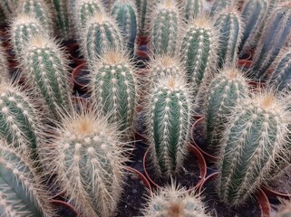 Green cacti in brown pots