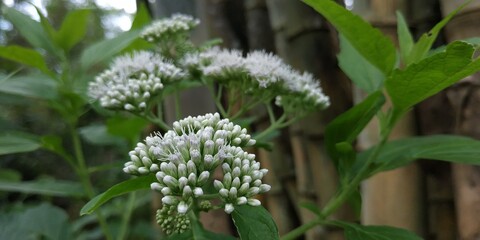 flowers in spring