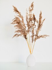 Dried natural pampas grass in white vase. Interior decoration element. Background boho. Minimalism design. Selective focus