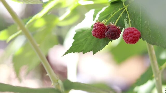 Ripe raspberries hanging on green bush. Juicy summer berry.