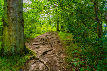 path in the forest