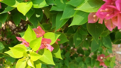 Bougainvillea flowers are blooming full of trees.