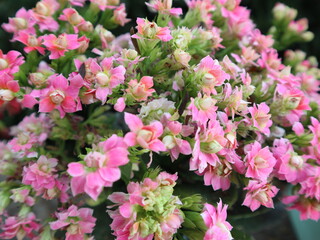 pink flowers are blooming in the garden design for seasonal of spring and growing concept