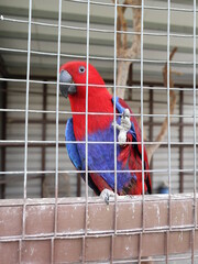 cute parrot of red and blue feather is in the cage design for desire for freedom concept