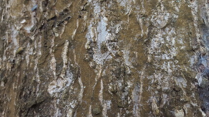 bark texture