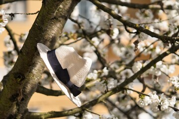 Gorro de primavera colgado de la rama de un árbol de cerezo en plena floración. Sombrero.