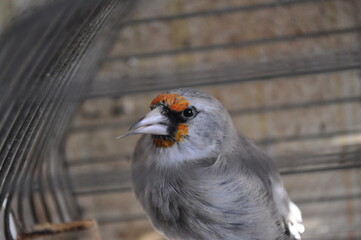 Grey-headed goldfinch in a cage close-up