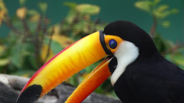 Exotic Toco Toucan (Ramphastos toco) bird close-up portrait, 4k