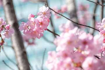 都心の桜