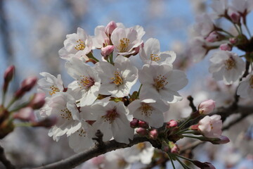 cherry blossom in spring