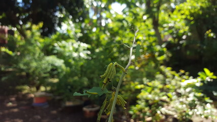 caterpillar on a twig