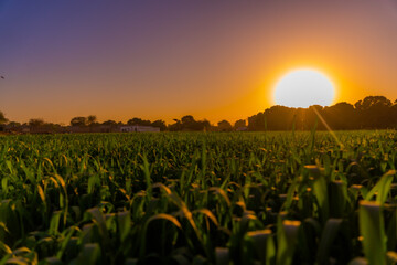 sunset over the wheat