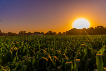 sunset over the wheat © Shahbaz