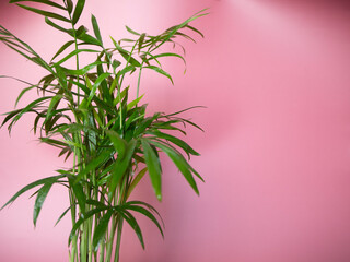 Beautiful palm bamboo on pink background