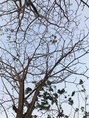 tree branches against blue sky