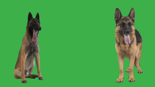 malinois and german shepherd on a green screen