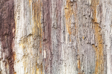 Petrified wood is the name given to the fossils of land plants that are the result of trees or trees.