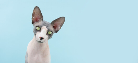 Portrait serious and attentive sphynx cat. isolated on blue Backgorund.