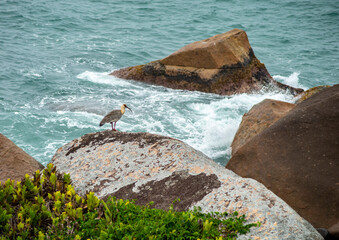 Mata atl&acirc;ntica lugar de preserva&ccedil;&atilde;o da natureza